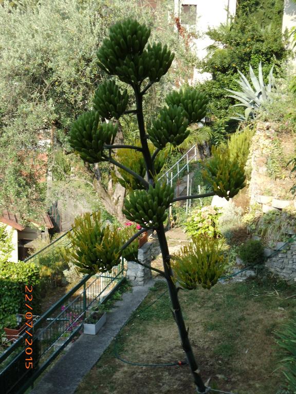 Villa Bianca Valsolda Екстериор снимка